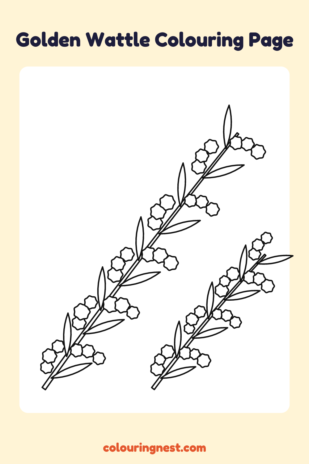Golden Wattle Colouring Page coloring page: free printable black-and-white line art