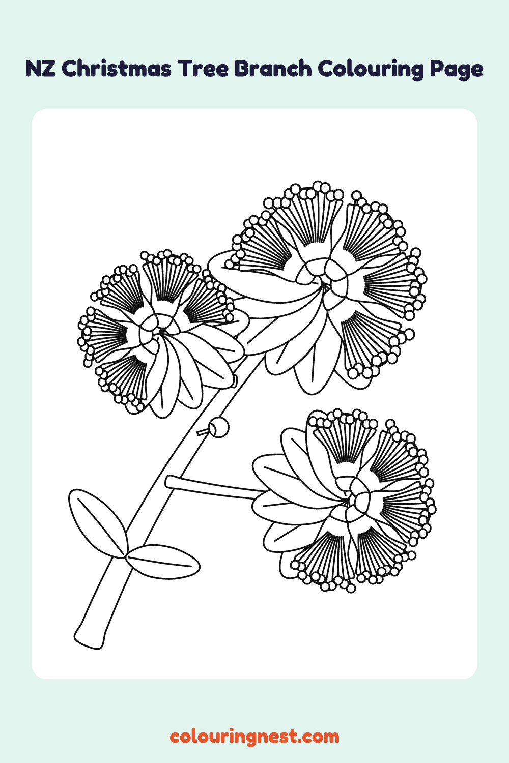 Pōhutukawa Branch Colouring Page coloring page: free printable black-and-white line art