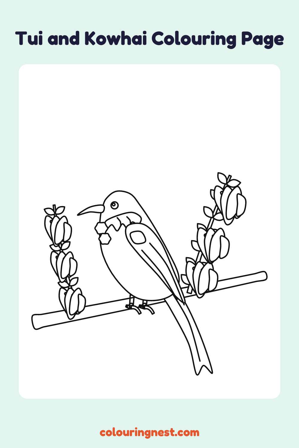 Tūī and Kōwhai Colouring Page coloring page: free printable black-and-white line art